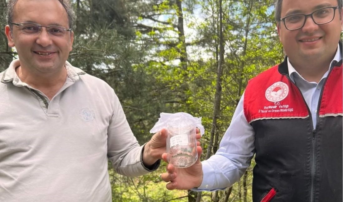 Kazdağları’nda kestane gal arısı zararlısına karşı biyolojik savaş Balıkesir’in Havran ilçesinde, Kazdağları’ndaki kestane ağaçlarına büyük zarar veren kestane