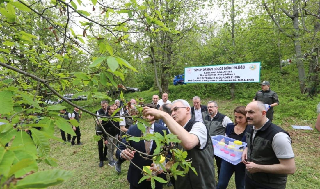 Kestane gal arısına karşı doğa dostu çözüm avcı böcekler (torymus