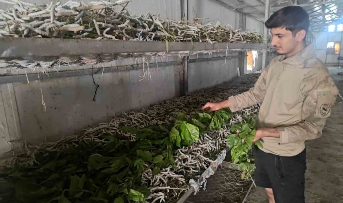 Batman’ın Sason ilçesinde 150 ailenin önemli önemli geçim kaynağı arasında