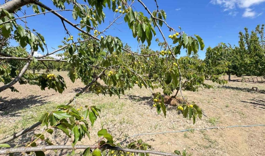 Aydın’ın Kuşadası ilçesinde bu yıl kiraz sezonu beklenenden geç başlarken,