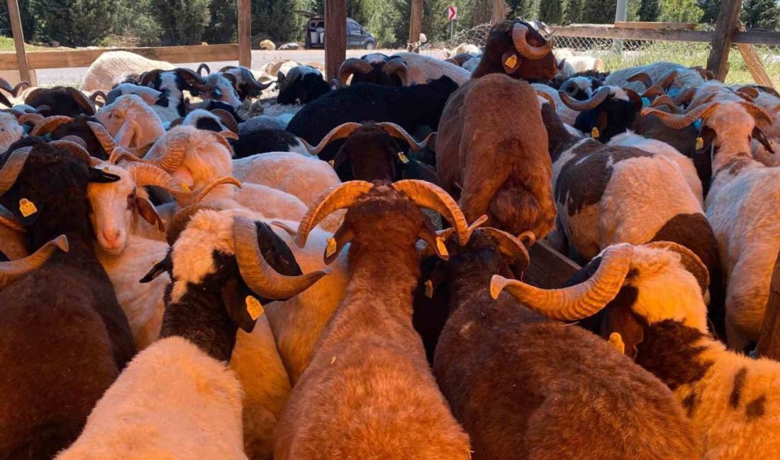 Kocaeli’nin Derince ilçesinde Kurban Bayramı öncesi kurulan hayvan pazarında, büyükbaş
