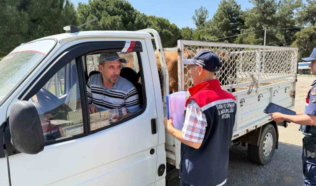 Aydın’ın Koçarlı ilçesinde ilçe tarım ekipleri, Kurban Bayramı nedeni ile