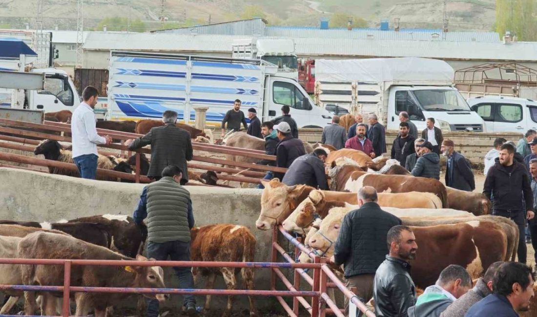 Kurbanlıklar görücüye çıktı Erzurum’un Aşkale ilçesinde pazar günleri kurulan canlı hayvan pazarında yaklaşan