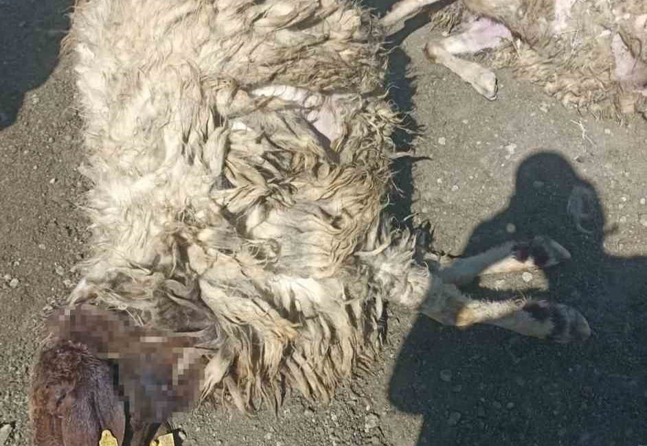 Kurtlar sabaha karşı girdiği ağılda 12 koyunu telef etti 20’sini yaraladı Burdur’un Karamanlı ilçesinde sabah saatlerinde kurtların bir ağıla saldırması sonucu