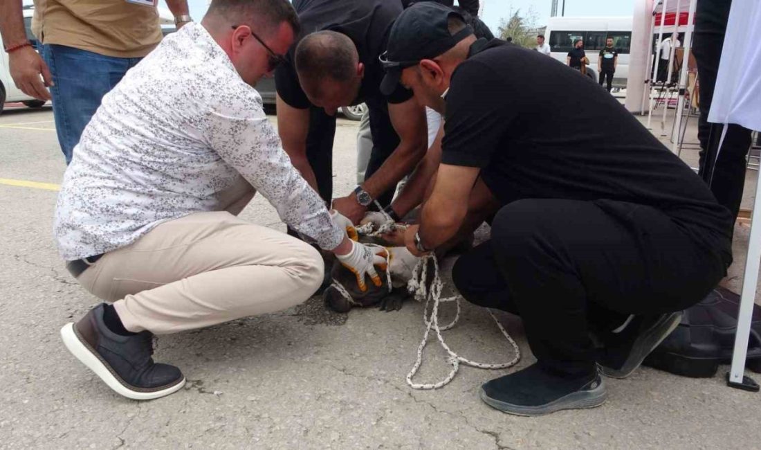 Malatya’da bir alışveriş merkezinin otoparkında düzenlenen etkinlikte, pitbull cinsi bir