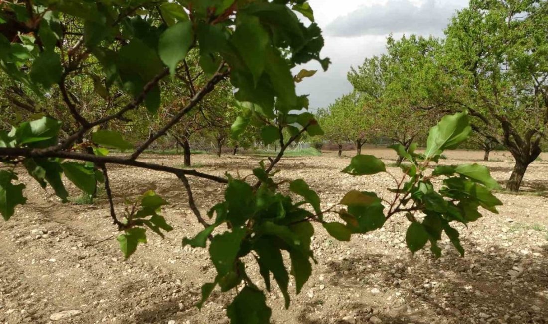 Malatya’da nisan ayında etkili olan zirai don nedeniyle ürün kaybı