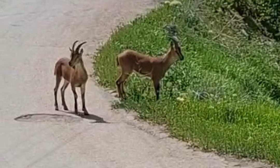 Malatya’da son dönemlerde yerleşim anlarında sıkça görülmeye başlayan yaban keçileri