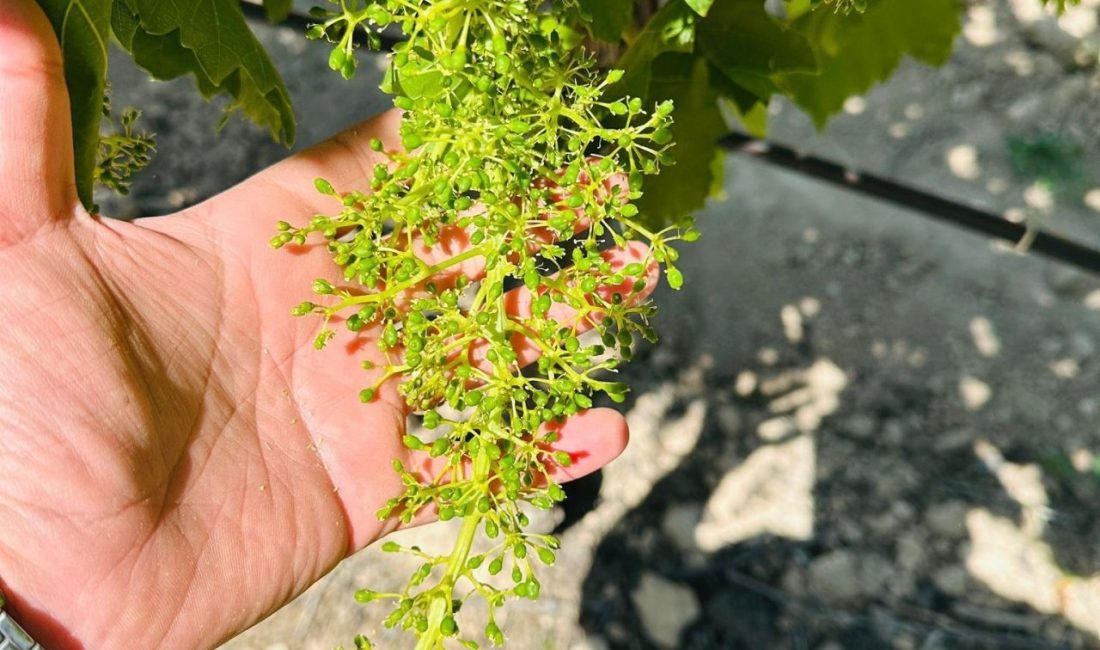 Manisa’nın Salihli ilçesindeki Tarım ve Orman Müdürlüğü, bağlarda çiçeklenme sonrası