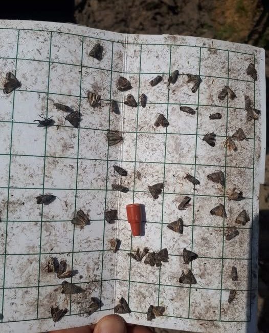 Manisa’da meyve üreticilerine ‘iç kurdu’ uyarısı Manisa’nın Salihli ilçesindeki Tarım ve Orman Müdürlüğü, meyve üreticilerine iç