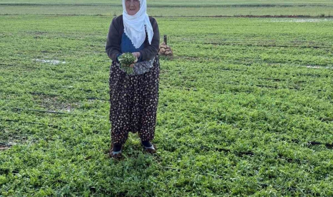 Mardin’de etkili olan şiddetli dolu yağışı nedeniyle 40 bin dekar