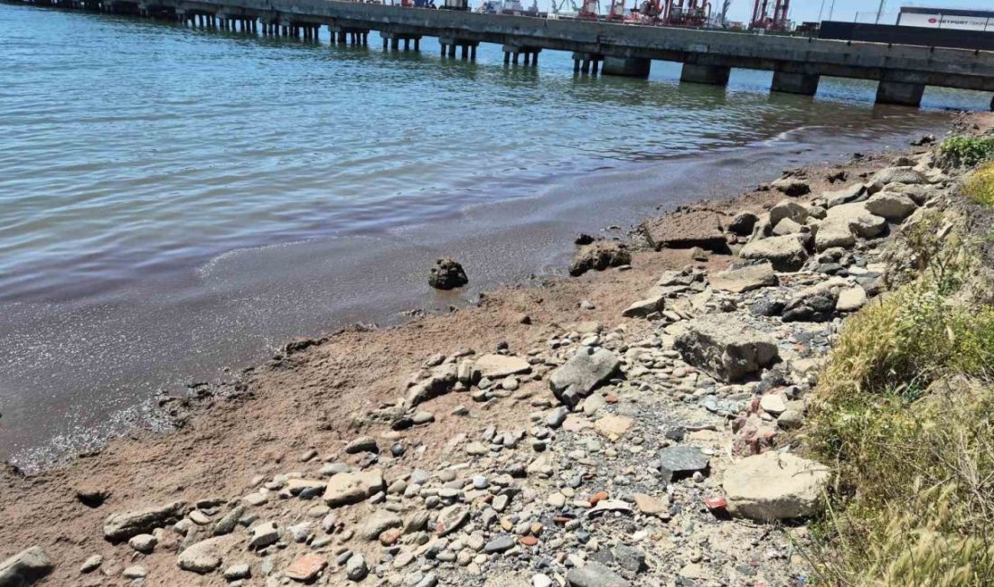 Marmara Denizi’nin Tekirdağ kıyılarında kızıl yosun birikintisi oluştu Marmara Denizi’nin Süleymanpaşa ilçesi kıyılarında deniz yüzeyini kaplayan kızıl yosun