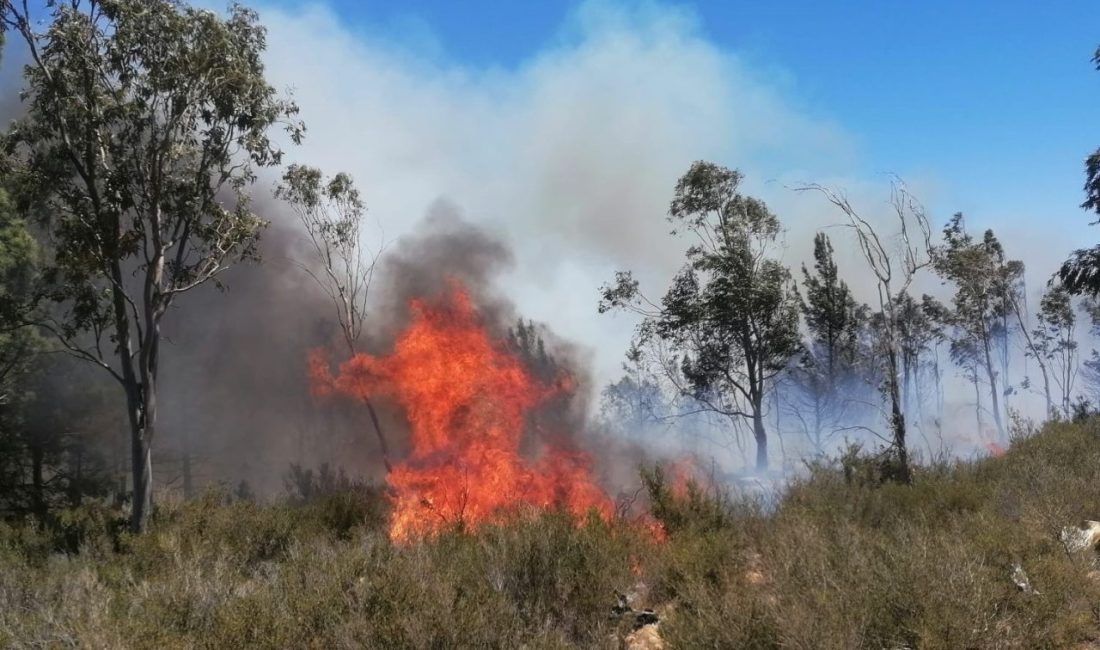 Mersin’in Anamur ilçesinde üç ayrı bölgede çıkan orman ve bahçe