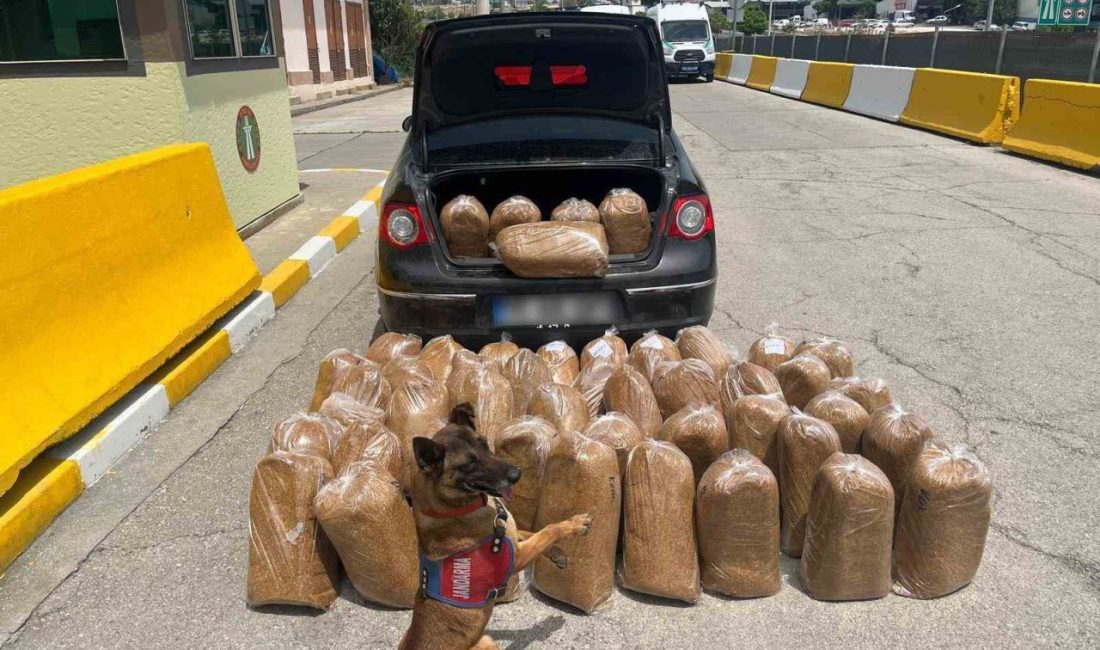 Mersin’de jandarma ekiplerince düzenlenen iki ayrı operasyonda, gümrük kaçağı tütün