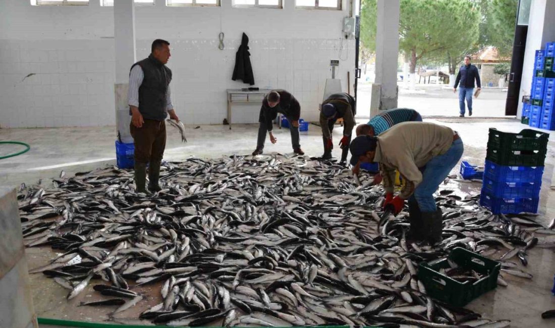 Su ürünleri üretimi ve ihracatında Türkiye’nin başkenti Muğla, 2024 yılında