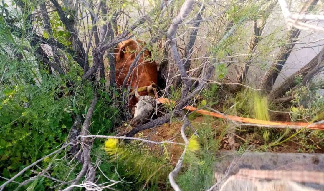 Erzincan’da nehir kıyısına düşen inek, itfaiye ekibince kurtarıldı. Otlaması için
