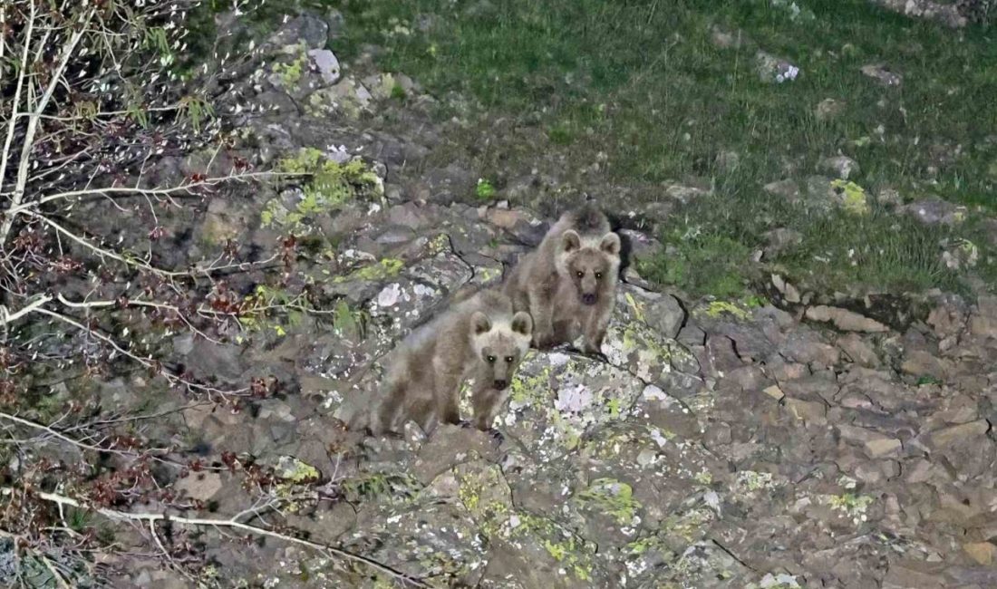 Bitlis’in Ahlat, Güroymak ve Tatvan ilçe sınırları içinde bulunan Nemrut