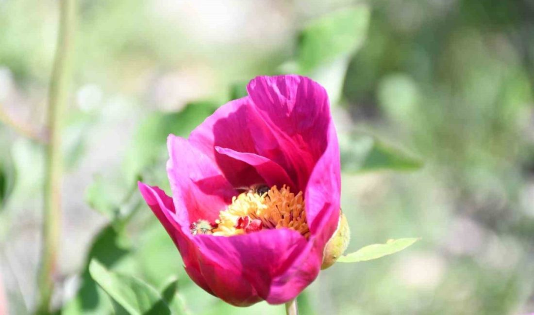 Yozgat’ın doğal zenginliklerinden biri olan ve endemik bir tür olarak