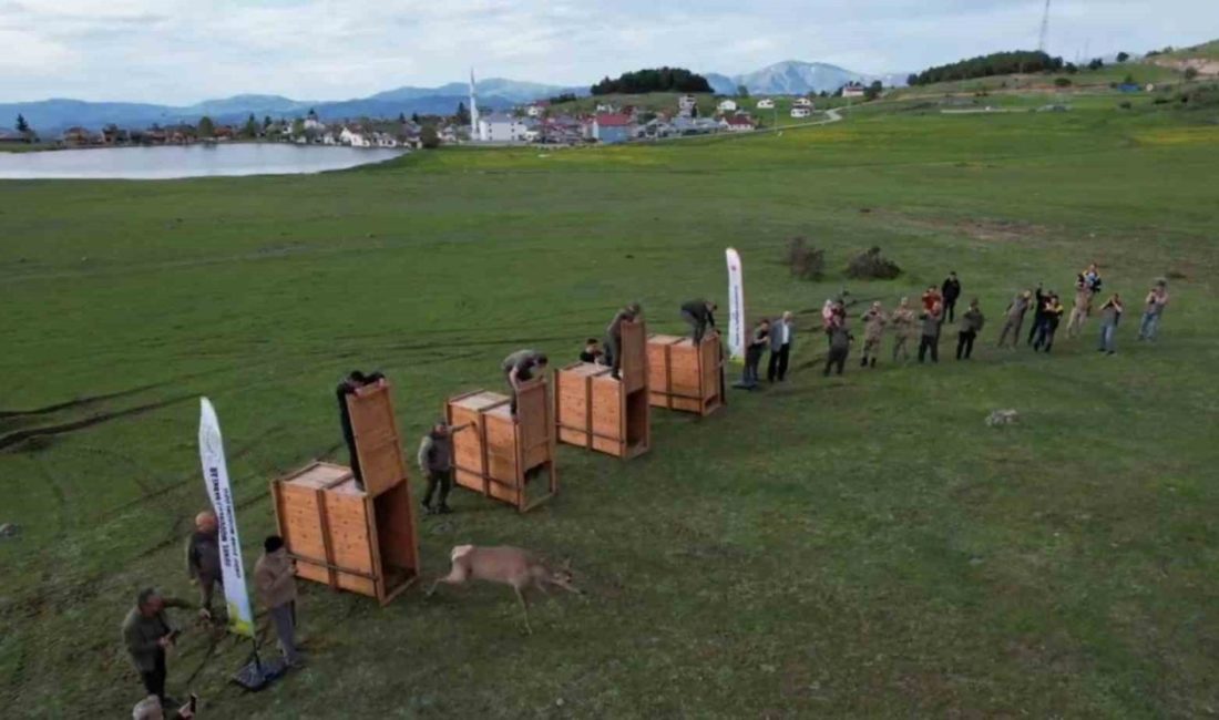 Ordu’da doğaya 13 kızıl geyik salınacak Samsun’daki Kunduz Üretim İstasyonu’ndan getirilen 4 kızıl geyik, Ordu’nun Mesudiye