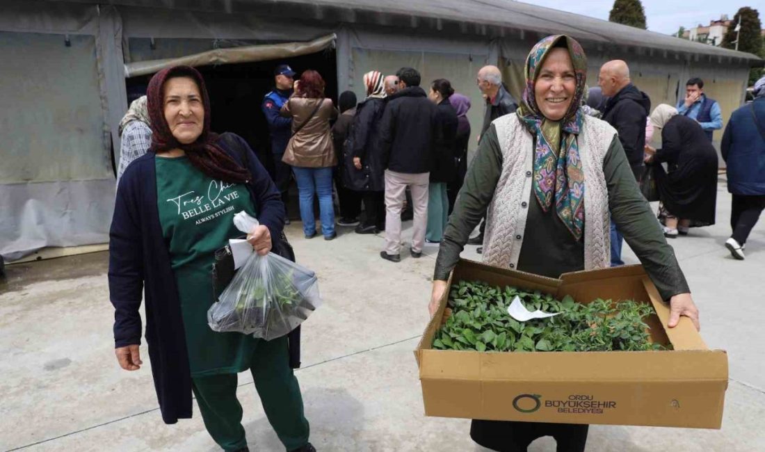 Ordulu üreticilere 380 bin fidenin dağıtımına başladı Ordu Büyükşehir Belediyesi, kendi seralarında ürettiği 380 bin fideyi üreticilere
