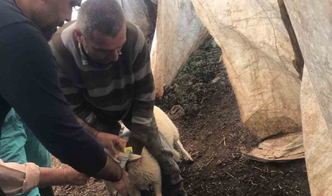 Muğla’nın Ortaca ilçesinde ekipler tarafından küçükbaş aşılama ve kimliklendirme çalışmaları