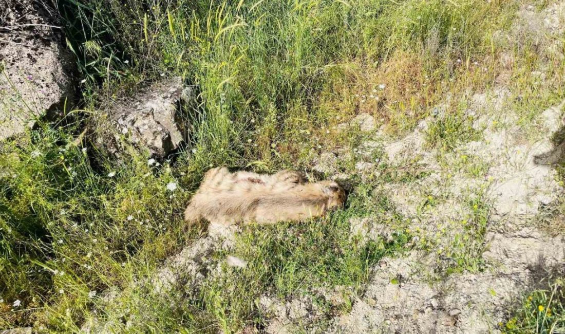 Adıyaman’da, otomobilin çarptığı çizgili sırtlan telef oldu. Adıyaman’ın Gerger ilçesinde