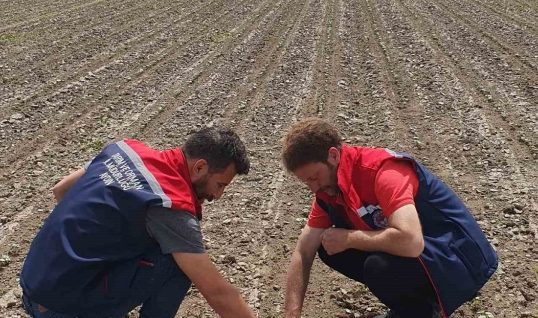 Aydın’ın Koçarlı ilçesinde beyaz altın olarak bilinen pamuğun zararlılardan korunması