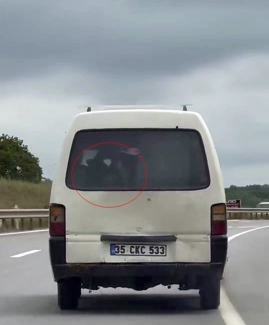 Panelvanın arkasında buzağı taşıdı Sakarya’da bir sürücünün, panelvan tipi aracının arkasına yerleştirdiği buzağı ile