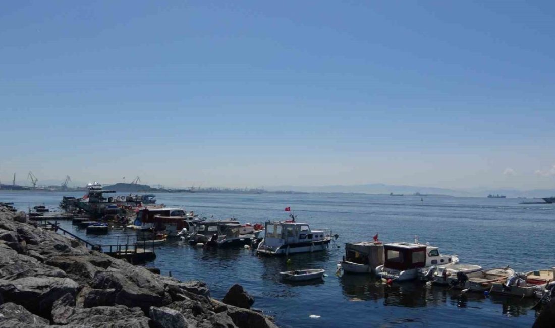 Pendik açıklarında balık tutan vatandaşın oltasına yavru köpek balığı takıldı.