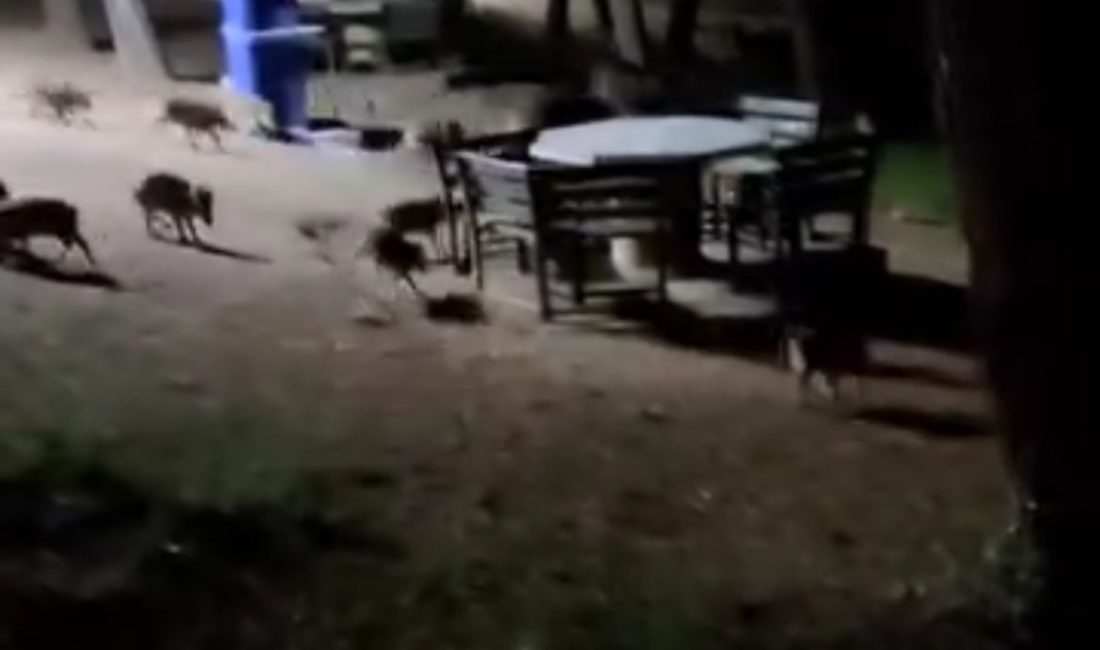 Bursa’nın Nilüfer ilçesinde bulunan Atatürk Kent Ormanı’nda akşam saatlerinde görülen