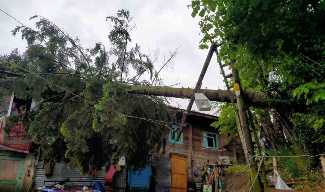 Karabük’ün Yenice ilçesine bağlı Değirmenyanı köyünde şiddetli rüzgar nedeniyle devrilen