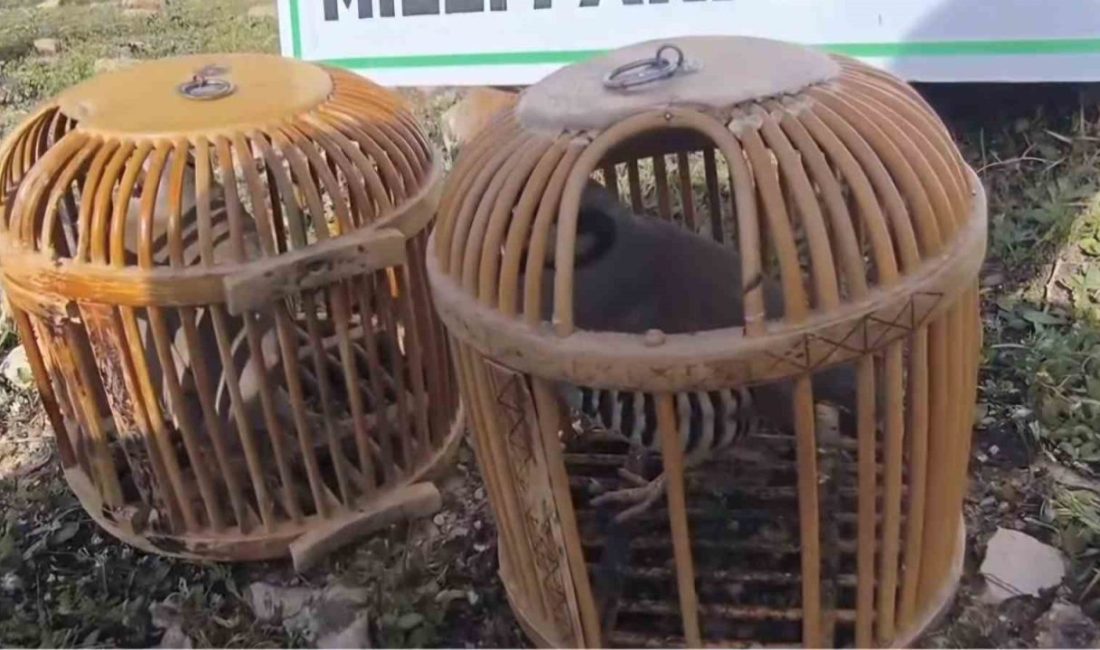 Siirt’te keklik avlayan kişiye 63 bin lira ceza kesildi Siirt’te, tuzak kurarak kınalı keklik avladığı belirlenen kişiye 63 bin