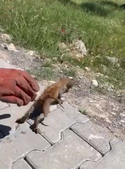 Su giderine sıkışan kedi kurtarıldı Kahramanmaraş’ta su giderine sıkışan kedi itfaiye ekiplerince kurtarıldı. Alınan bilgiye