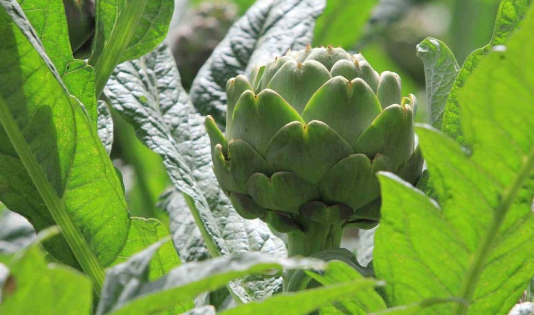 Bursa’nın Nilfüfer ilçesine bağlı kırsal Hasanağa Mahallesi’nde yetişen ve İstanbul