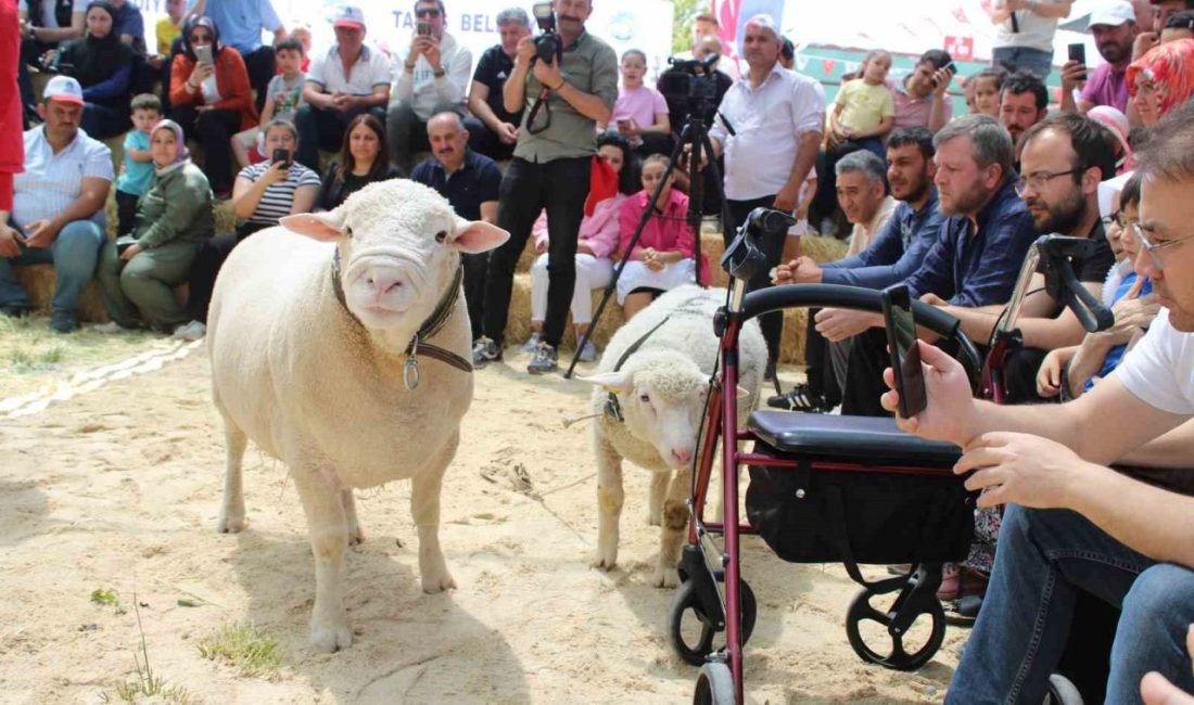 Talas’ta İle De France koyun ırkları yarıştı Talas Belediyesi ve Kayseri İle De France Koyun Yetiştirme ve