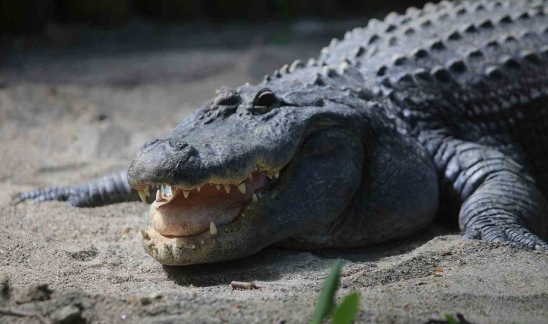 Bursa Hayvanat Bahçesi’ne geçtiğimiz yıl Darıca Hayvanat Bahçesi’nden gelen 31