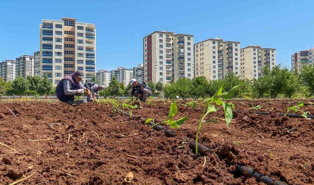 Diyarbakır Büyükşehir Belediyesi, genetiği değiştirilmiş tohumların halk sağlığına zararı ve