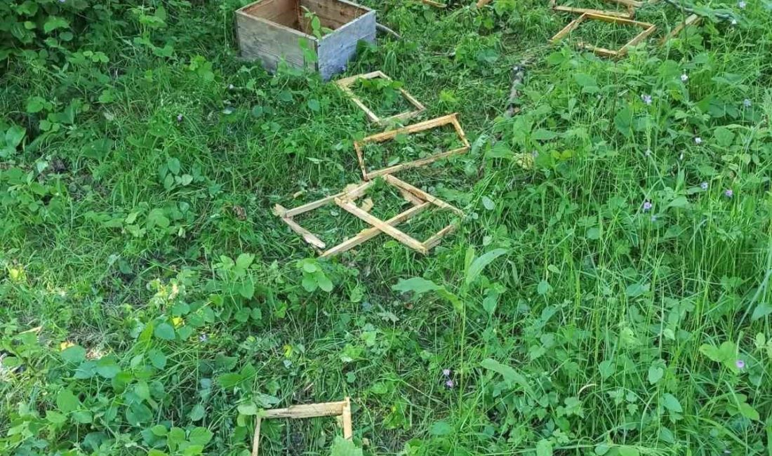 Sinop’un Türkeli ilçesinde ayılar kovanlara zarar verdi. Alınan bilgiye göre,