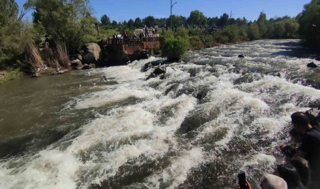Dünyada sadece Van Gölü’nde yaşayan ve yılın belli döneminde üreme