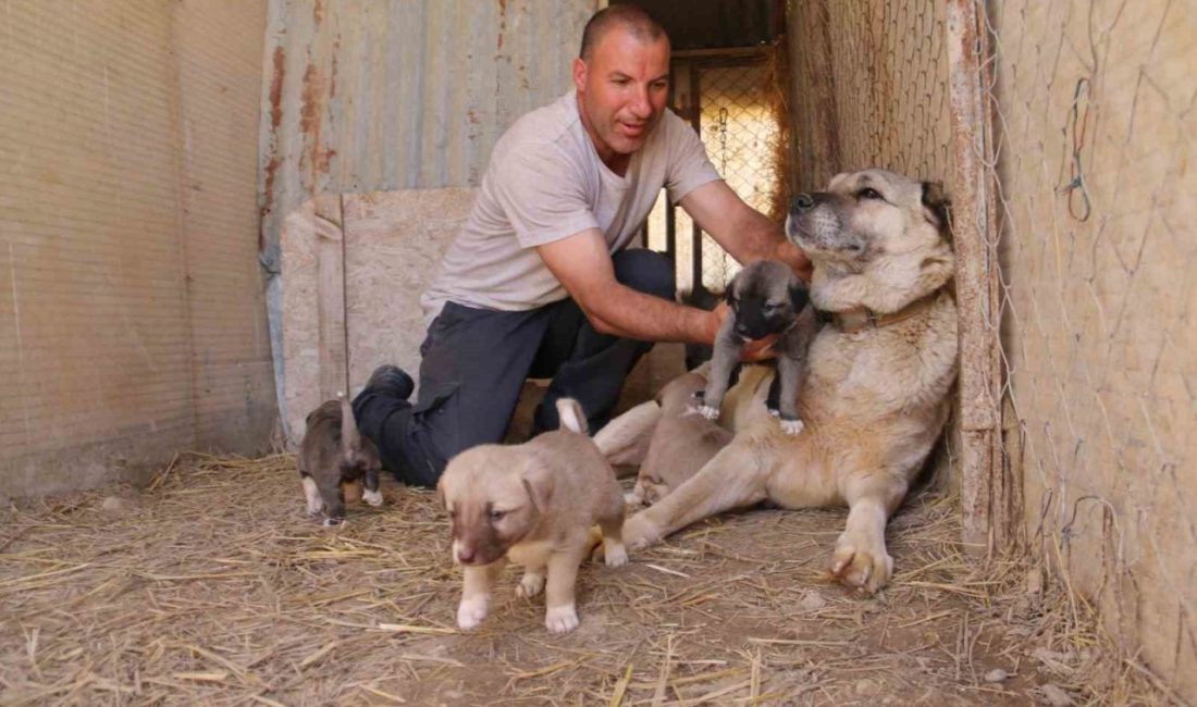 Cesareti ve gücüyle ön plana çıkan kangalların dişileri de merhameti