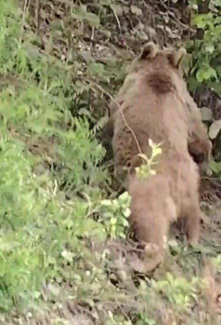 Kastamonu’da vatandaşların karşılaştıkları ayılarla sohbet etmeye çalıştığı anlar renkli görüntülere