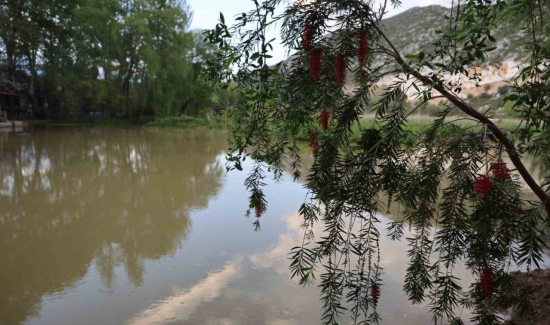 Adana’nın Kozan ilçesinde bu yıl nisan ve mayıs ayları yağmurlu