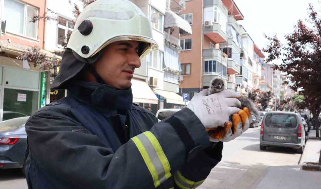 Yalova’da bir binanın çatısından düşen yavru martı, itfaiye ekipleri tarafından