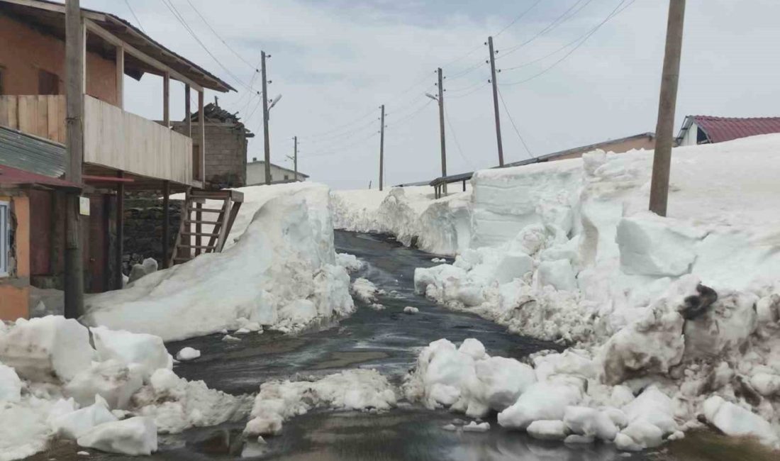 Ardahan-Artvin arasındaki yaklaşık 2580 rakımlı Bülbülan Yaylası, mayıs ayı sonunda