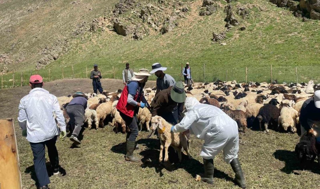 Yüksekova’da şap hastalığına karşı aşılama çalışması HAKKARİ (İHA) – Yüksekova İlçe Tarım ve Orman Müdürlüğü ekipleri,