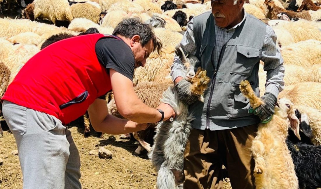 HAKKARİ (İHA) – Hakkari’nin Yüksekova İlçe Tarım ve Orman Müdürlüğü