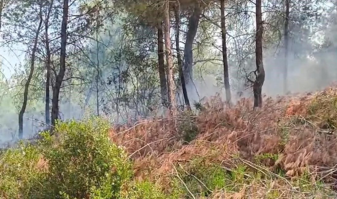 Adana’da orman yangını kontrol altına alındı Adana’nın İmamoğlu ilçesine bağlı Elifçiler Mahallesi’nde çıkan orman yangını, ekiplerin