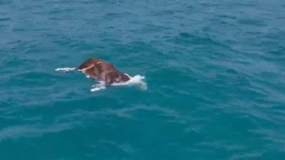 Antalya’nın Alanya ilçesine bağlı Konaklı Mahallesi’nde denizde ölü bir inek