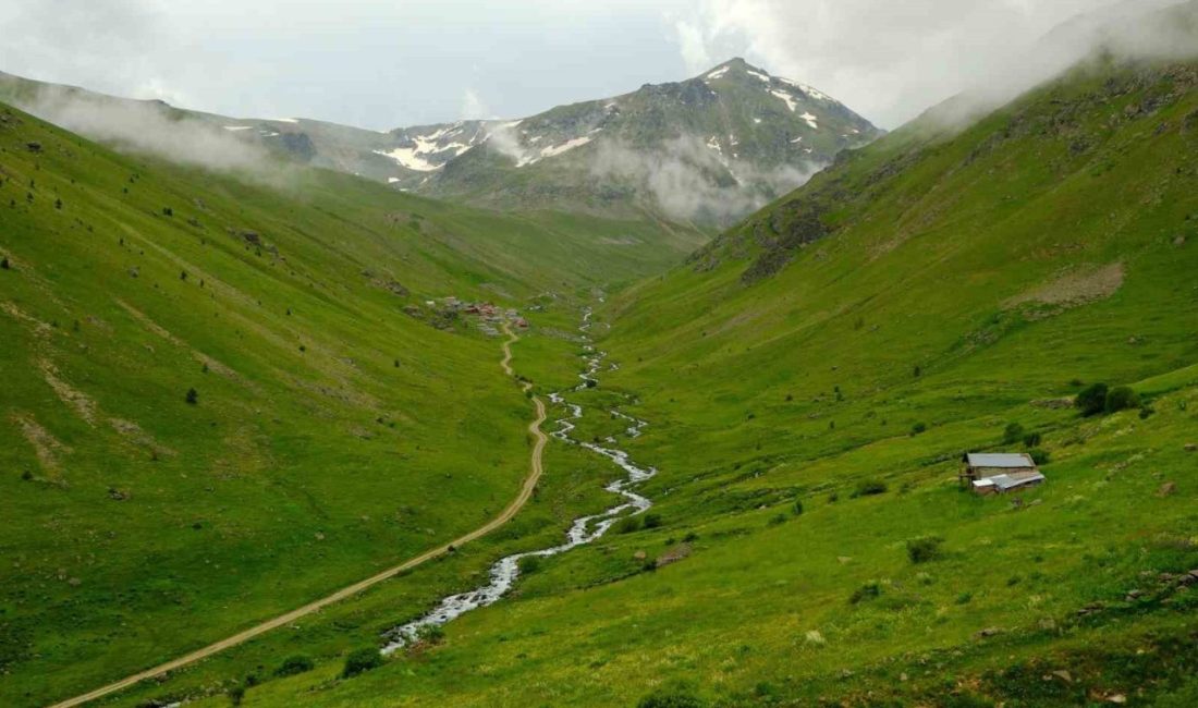 Gümüşhane’nin Torul ilçesi sınırlarındaki Dulağa Yaylası, bahar aylarında açan çiçekleri,