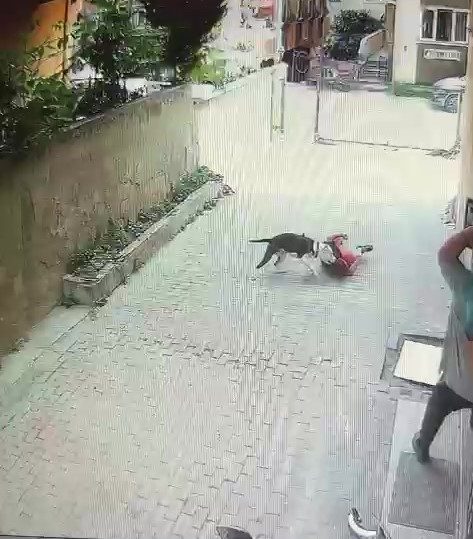 Ataşehir’de pitbull cinsi köpeğin çocuğa saldırdığı anlar kamerada Ataşehir’de pitbull cinsi bir köpek, sokakta arkadaşıyla oynayan bir çocuğa