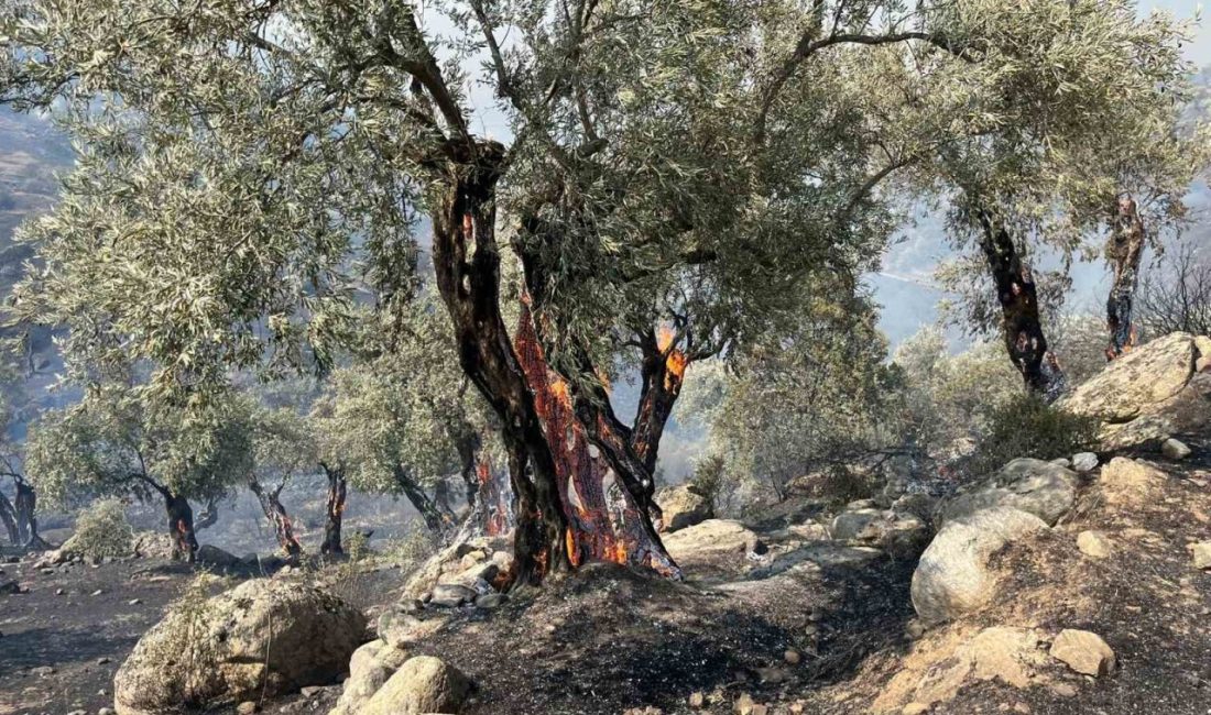 Aydın’ın Efeler ilçesine bağlı Savrandere mevkii yakınlarında zirai alanda çıkan